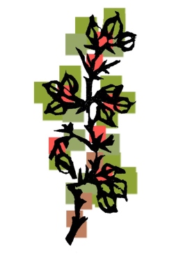 001-Flowers